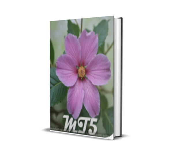 Mauve Expert MT5